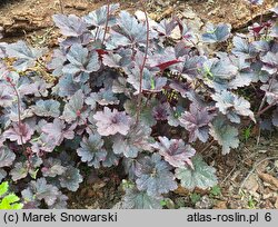 Heuchera Midnight Rose