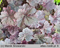 Heuchera Midnight Rose