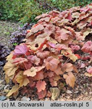 Heuchera Southern Comfort