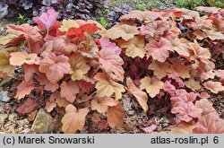 Heuchera Southern Comfort