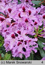 Rhododendron hort. Hachmanns Kabarett