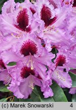 Rhododendron hort. Hachmanns Kabarett