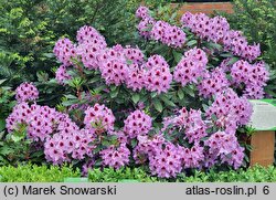 Rhododendron hort. Hachmanns Kabarett