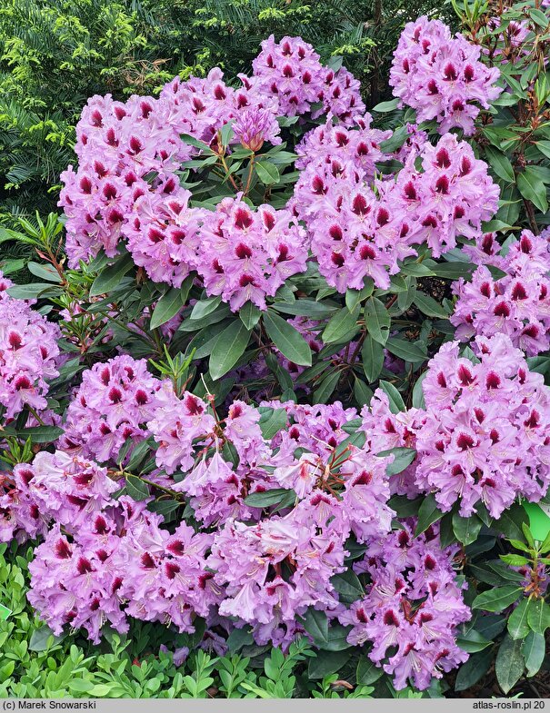 Rhododendron hort. Hachmanns Kabarett