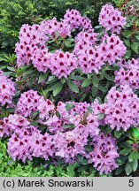 Rhododendron hort. Hachmanns Kabarett