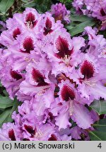 Rhododendron hort. Hachmanns Kabarett