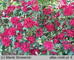 Rhododendron Erato