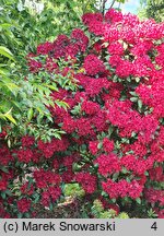 Rhododendron hort. Erato