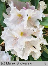 Rhododendron hort. Eskimo
