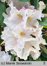 Rhododendron Eskimo