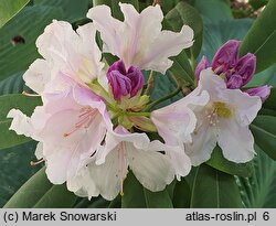 Rhododendron hort. Eskimo