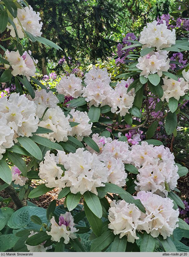 Rhododendron hort. Eskimo