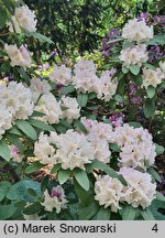 Rhododendron Eskimo