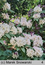 Rhododendron Eskimo