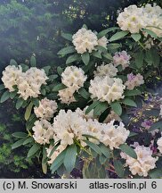 Rhododendron hort. Eskimo