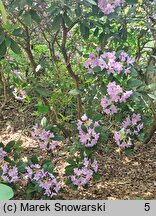 Rhododendron hort. Fastuosum Flore Pleno