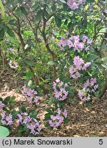 Rhododendron Fastuosum Flore Pleno