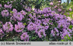 Rhododendron hort. Fastuosum Flore Pleno