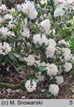 Rhododendron hort. Catawbiense Album