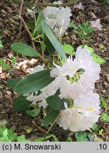 Rhododendron hort. Catawbiense Album