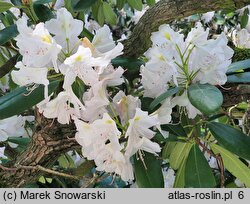 Rhododendron Catawbiense Album