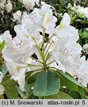 Rhododendron Catawbiense Album