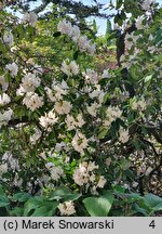 Rhododendron Catawbiense Album