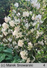 Rhododendron hort. Catawbiense Album