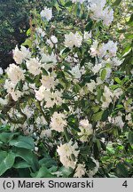 Rhododendron Catawbiense Album