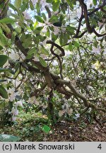 Rhododendron Catawbiense Album