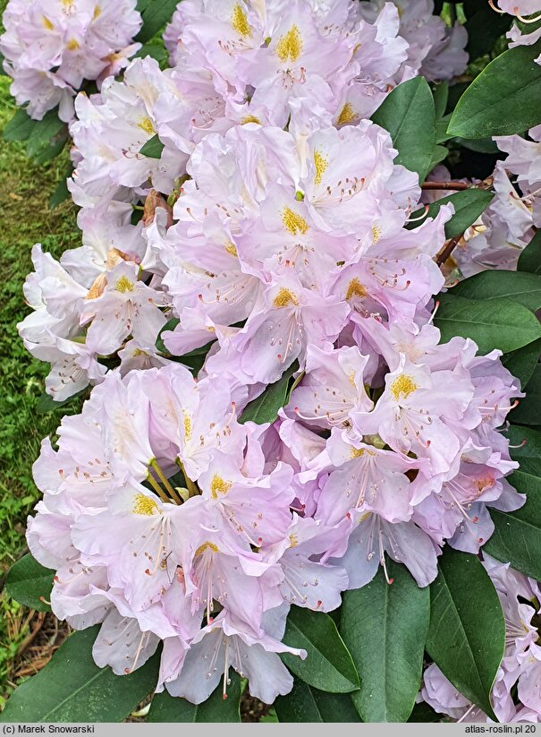 Rhododendron hort. Genoveva