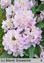 Rhododendron Genoveva