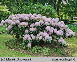 Rhododendron hort. Genoveva