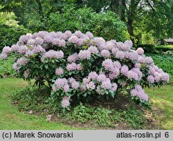 Rhododendron Genoveva