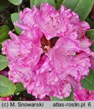 Rhododendron Omega