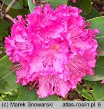 Rhododendron Omega