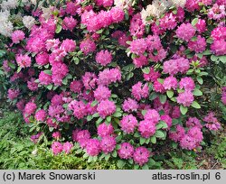 Rhododendron Omega