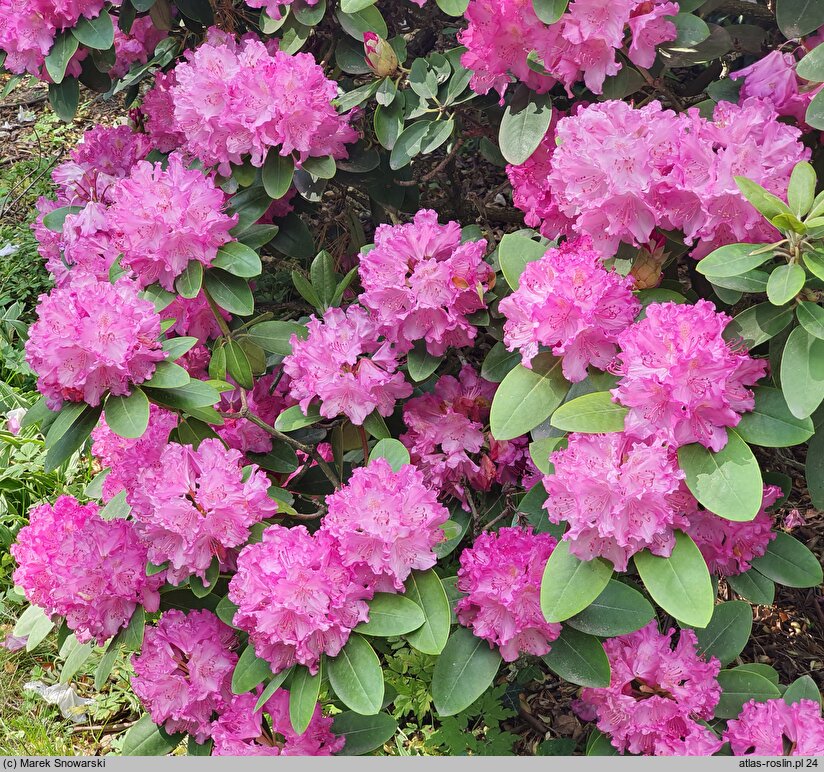 Rhododendron hort. Omega