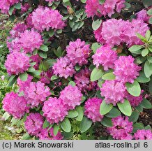 Rhododendron Omega