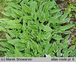 Hosta Stiletto