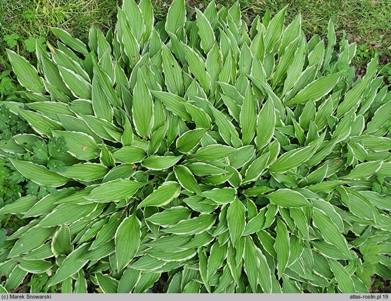 Hosta Stiletto