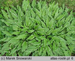 Hosta Stiletto