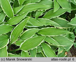 Hosta Stiletto