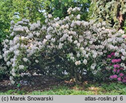 Rhododendron Catawbiense Album