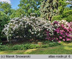 Rhododendron hort. Catawbiense Album