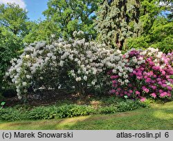 Rhododendron Catawbiense Album