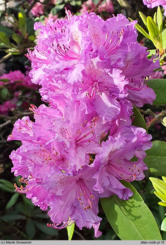 Rhododendron hort. Alfred