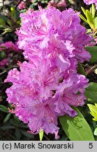 Rhododendron Alfred