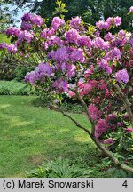 Rhododendron hort. Alfred