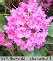 Rhododendron hort. Sham's Candy